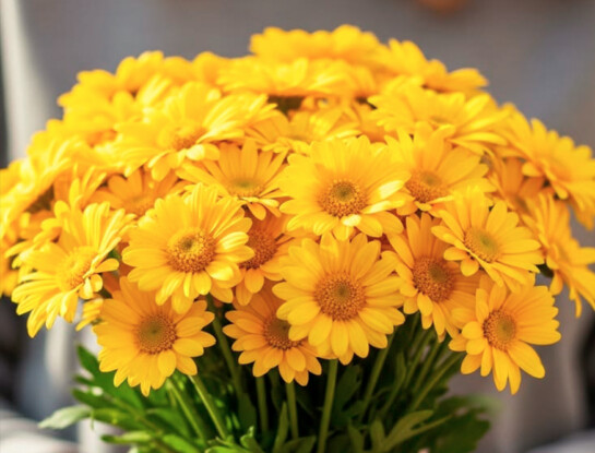 Flores amarillas en septiembre: por qué se regalan y qué simbolizan